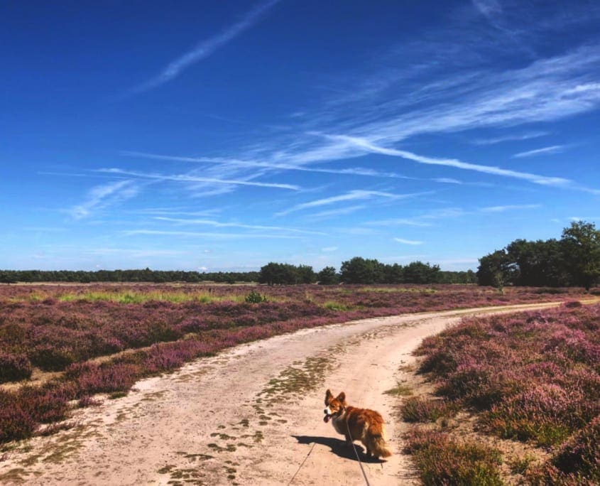 Eind augustus is een mooi moment voor een hondenwandeling als de hei in bloei staat!