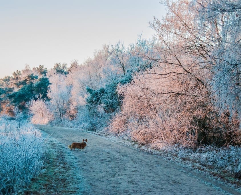 Bommel vermaakt zich ook tijdens een winterse hondenwandeling op de Regte Heide