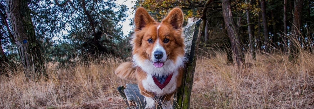 De schattigste hond allertijden