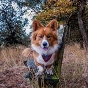 De schattigste hond allertijden De schattigste hond allertijden