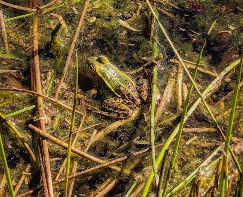 Veel verschillende vormen van local wildlife