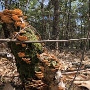 Holterberg Gezinsvakantie in Nederland