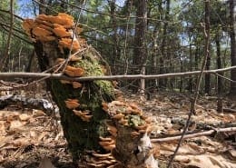 Gezinsvakantie in Nederland