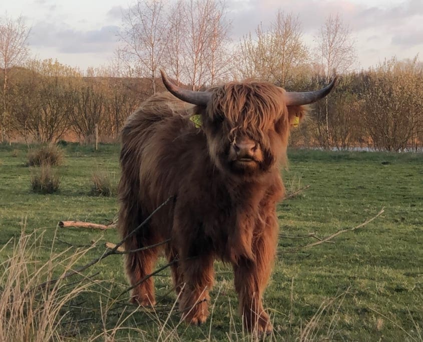 Deze rode vrienden kom je tegen tijdens je hondenwandeling door Huis ter Heide De Moer; laat hem dus niet overal zomaar vrij!
