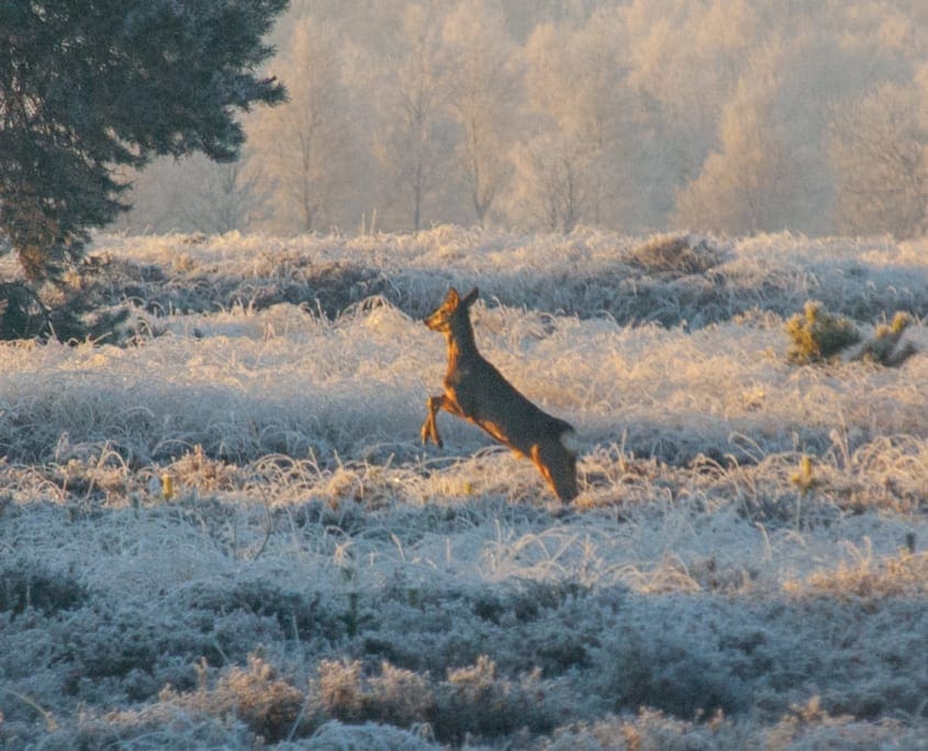 Extra wandeltip: zet je wekker in de wintermaanden een keer en ga extra vroeg de Regte Heide op. Misschien kom je nog wat extra local wildlife tegen.