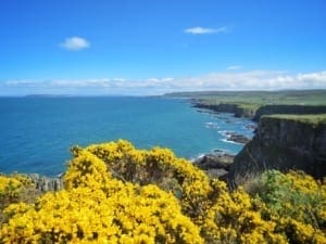 Omringd door de Gaspeldoorn