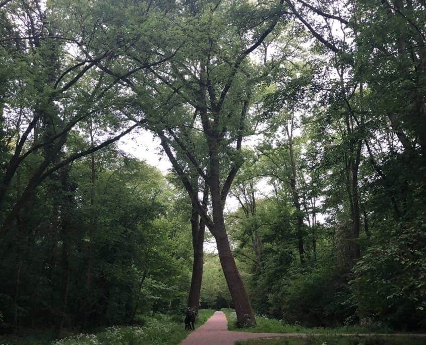 Ook Amsterdam Noord: het Vliegenbos
