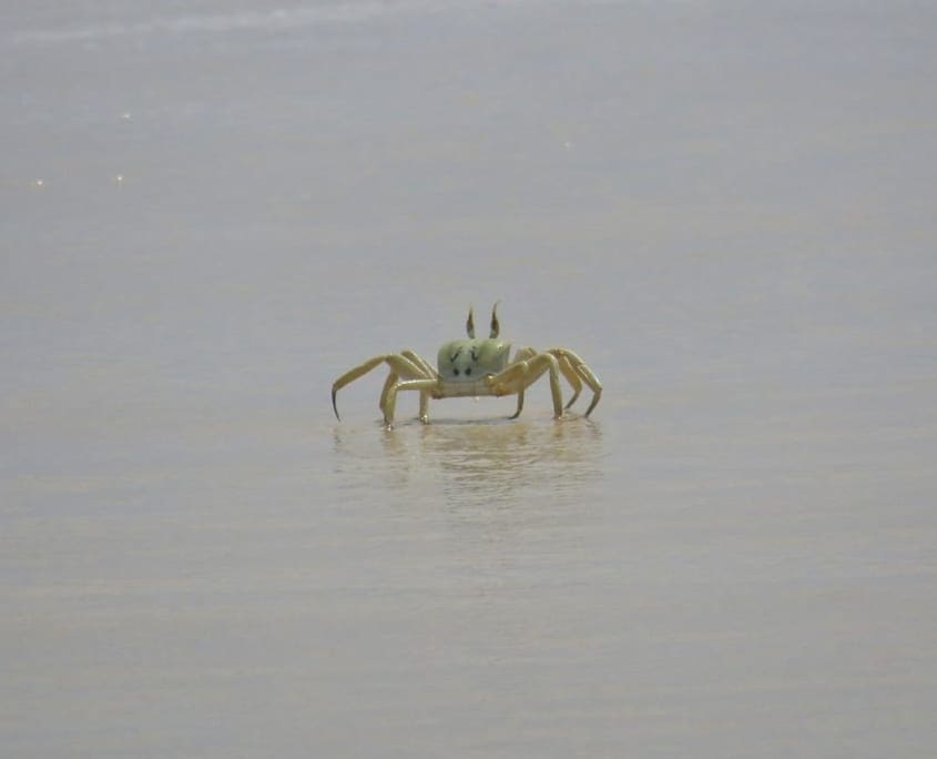 Spookkrab op Praia de Santa Mónica