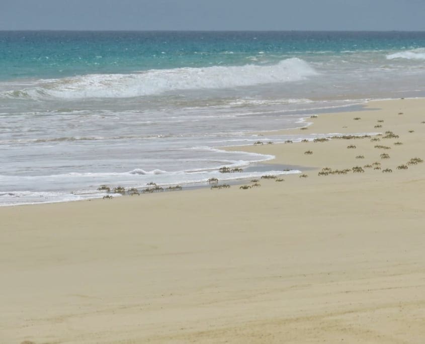 Spookkrabben op Praia de Santa Mónica