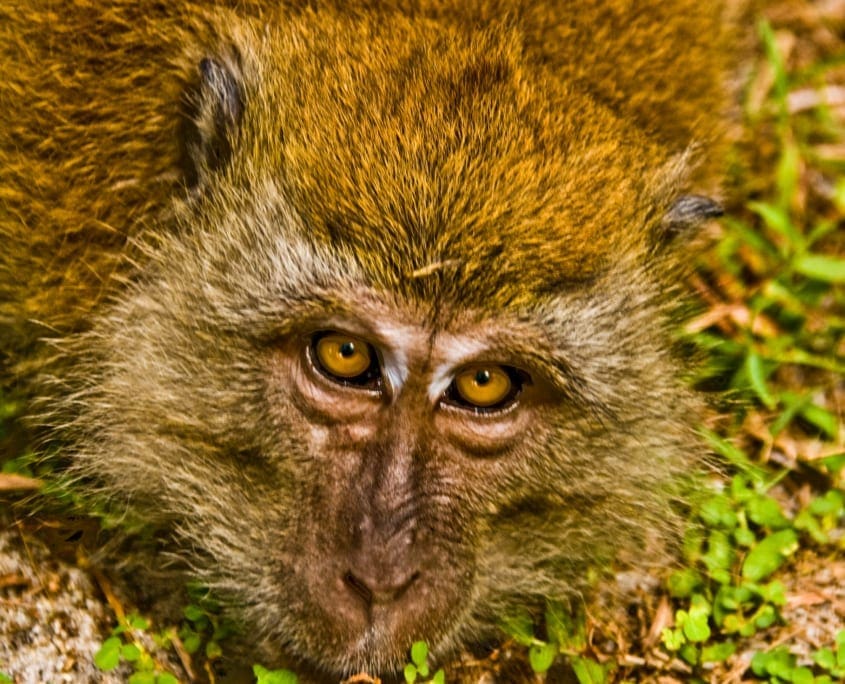Op Monkey Beach bedelt men zo