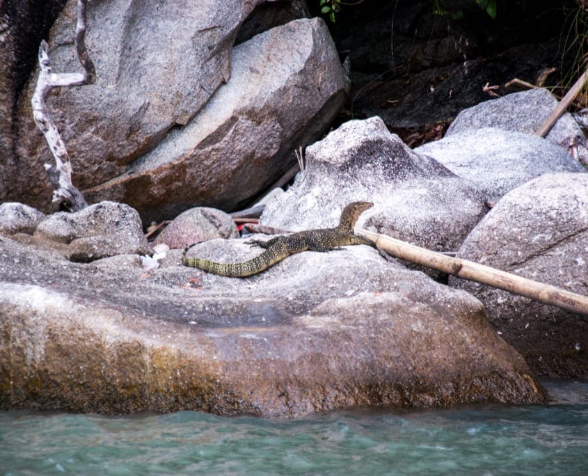 Local wildlife in Penang