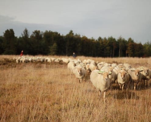 Schapen hoeden