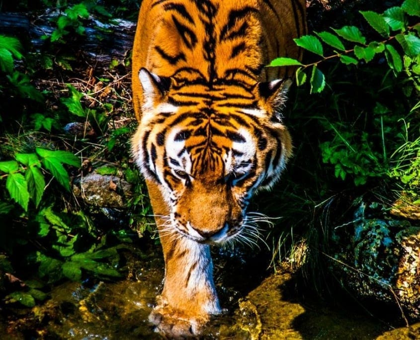 Een van de mooiste dierentuinen ter wereld staat in Oost-Duitsland: de Leipziger Zoo