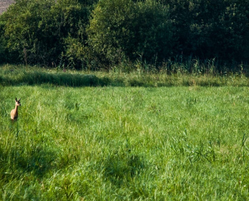 Het local wildlife van Oost-Duitsland