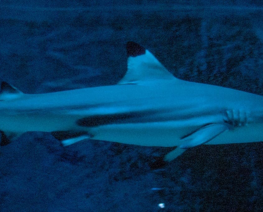 Haaien op ooghoogte in de Leipziger Zoo