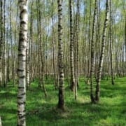 Berkenbos