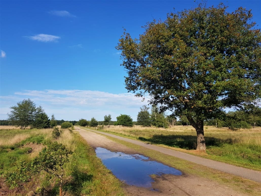 Kaarsrecht fietspad over De Kampina