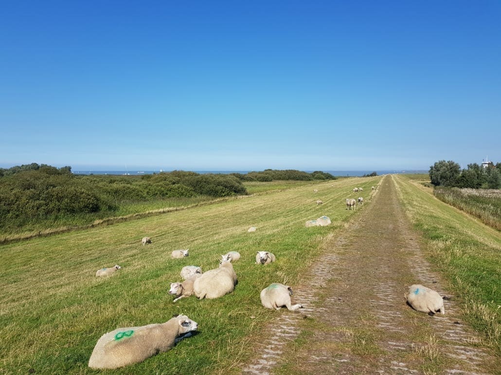 Schaapjes op de Zuiderzeedijk in Friesland