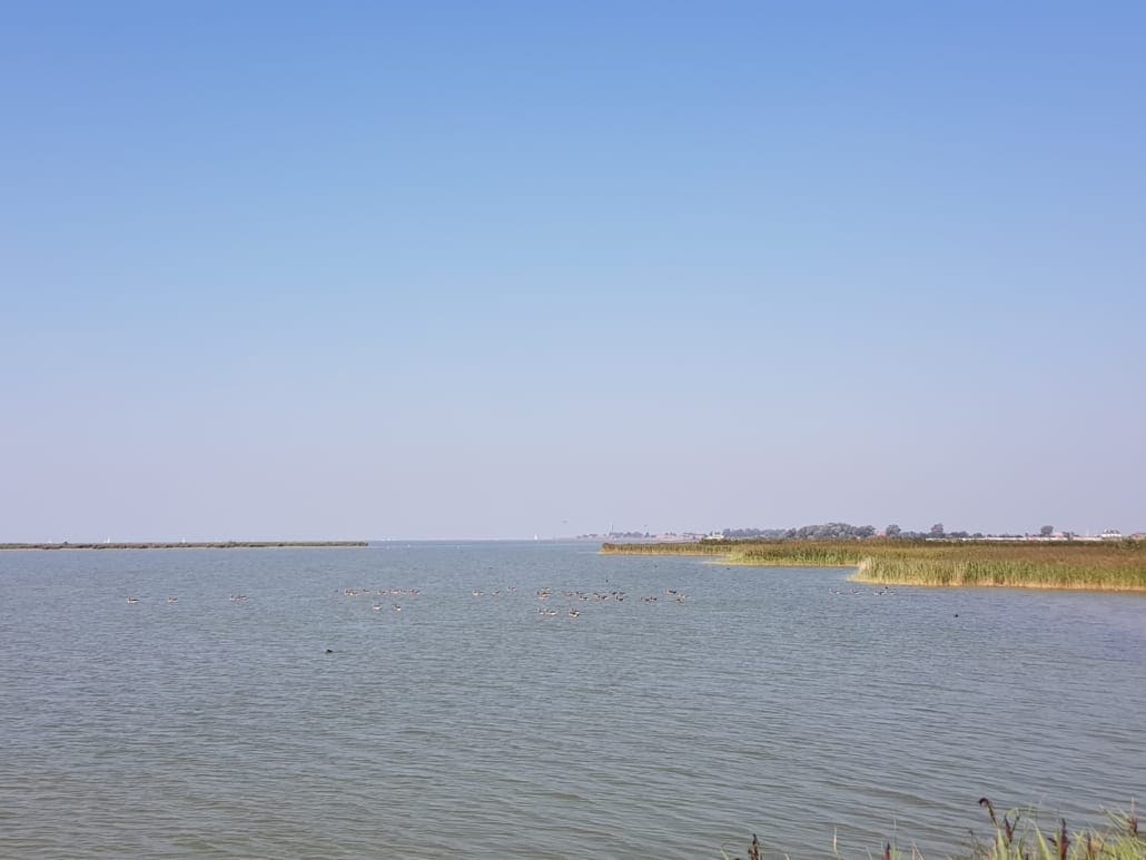 Vogels spotten in Friesland