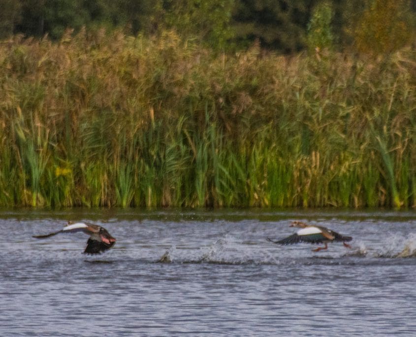 Gansjes in de Alde Feanen.