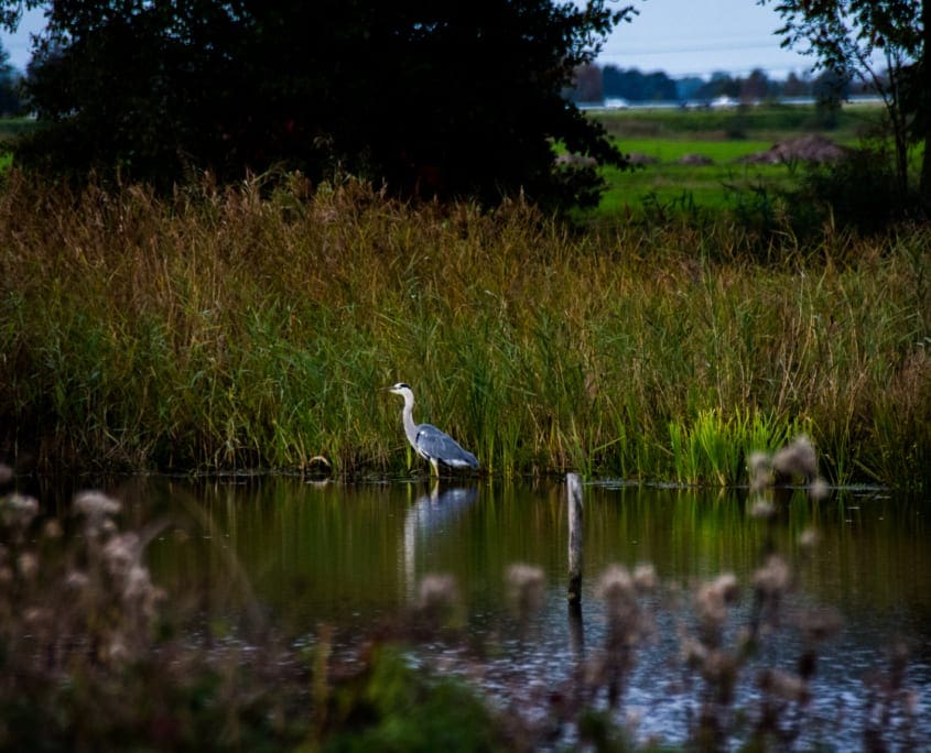 Ook Hagenezen zijn welkom in Friesland.