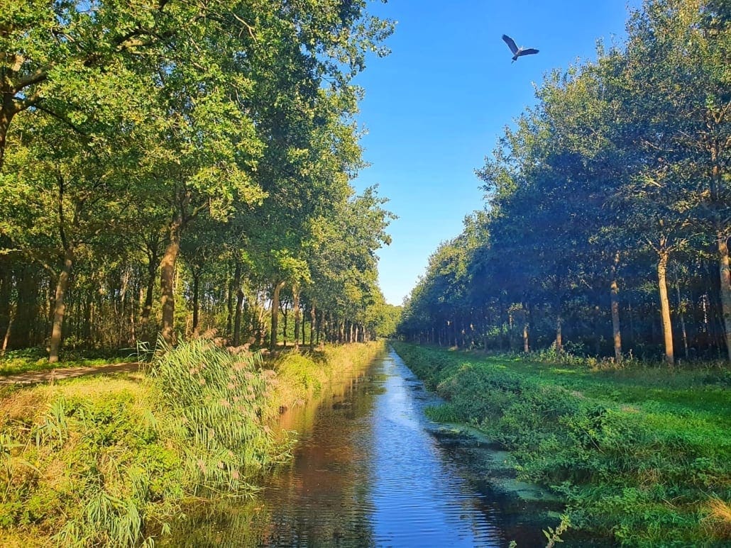 Wandelen rondom Tilburg: laagvliegende reiger in het Noorderbos