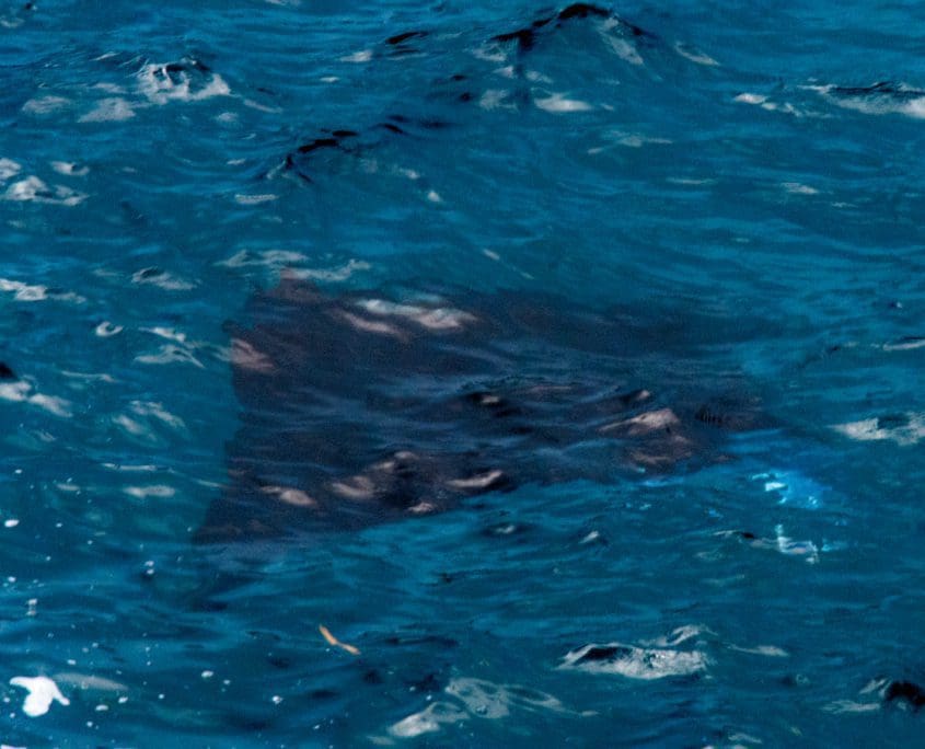 Mijn claim op eeuwige bonuspunten deel 1: de manta