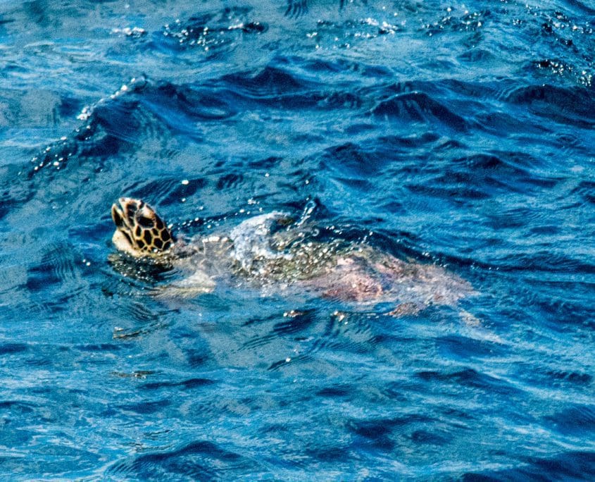 Mijn claim op eeuwige bonuspunten deel 2: het zeeschildpad.