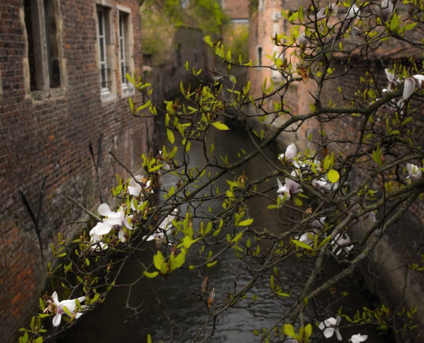 Zouden zij ook ooit de lente in hun bol gehad hebben?
