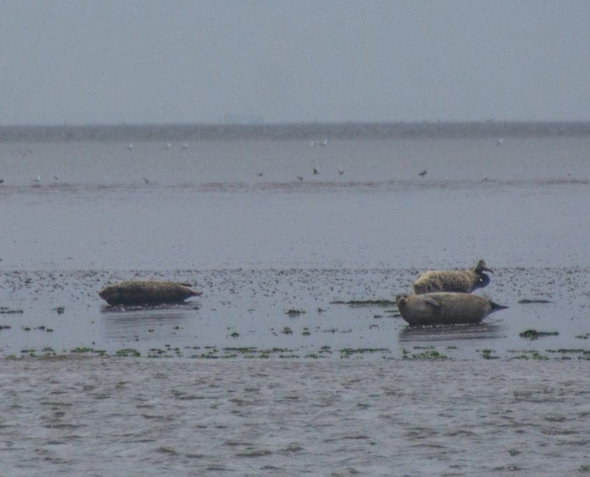 De vaste bewoners van de Waddenzee: zeehondjes!