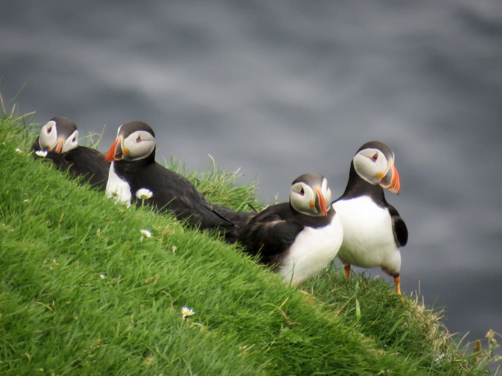 Lach eens naar het vogeltje op Skúvoy